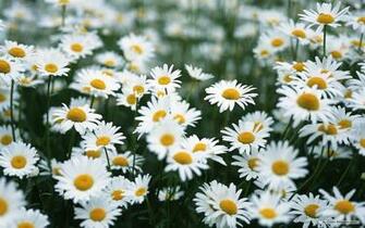 White Daisy Wallpaper Colors