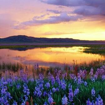 See Blau Blumen iPad Wallpaper High Resolution Flower Field