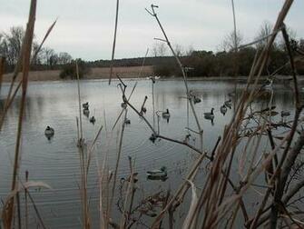 Duck Hunting Cool Pictures