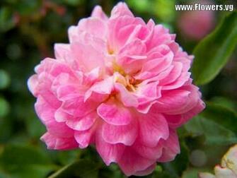 Peony Flower Pictures Wallpoop The Wallpaper Site