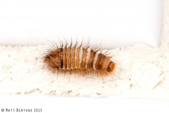 Carpet Beetles Wallpaper