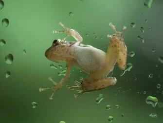 My Little Frog Screensaver Screensavers