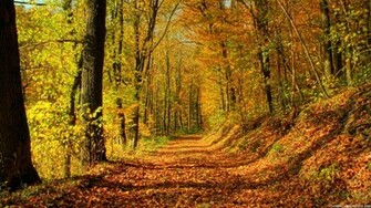 Fall Wallpaper HD Background