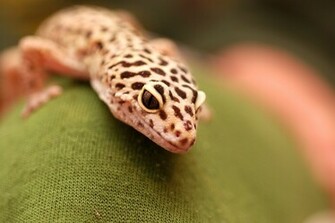 Esta Im Gen Se Llama Leopard Gecko Wallpaper Y Est Alojada En