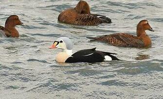 King Eider With Hen Common Eiders Image From Nj Audubon Collection