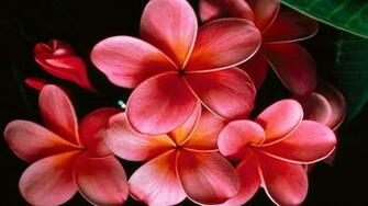 Pink Plumeria Flower Red Black HD Wallpaper