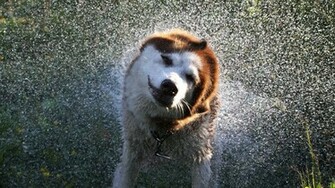 Akita Wallpaper