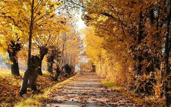 Autumn Colors In The Forest HD Wallpaper