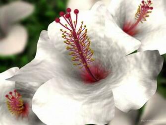 Flowers Wallpaper Hibiscus