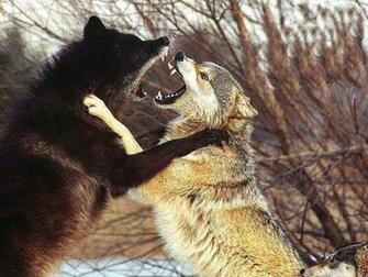 Wolves Are Cute Scary Cool Hairy