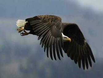 Flying Eagle HD Wallpaper Pop