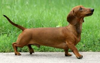 Dachshund Wallpaper
