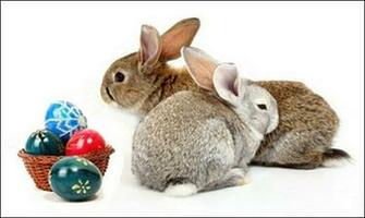 Easter Rabbit In Grass