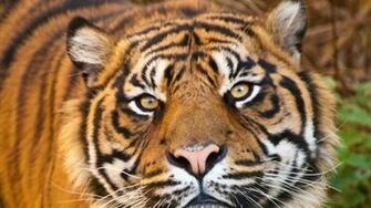Wallpaper Tiger Face Eyes Predator Full HD 1080p