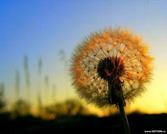 Beautiful Nature Wallpaper For Your Desktop Cah