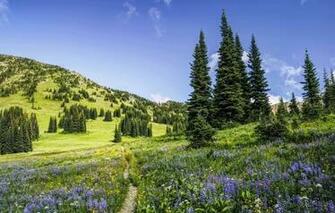 Wallpaper Summer Trees Flowers Ate Path Washington