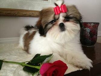 Shih Tzu Puppies Week Puppy