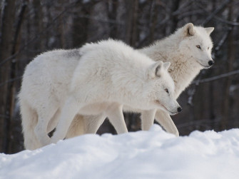 White Wolf Wallpaper