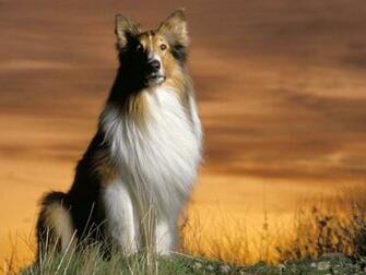 Shetland Sheepdog Pc Desktop Wallpaper