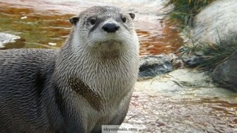 Wallpaper Otter Image