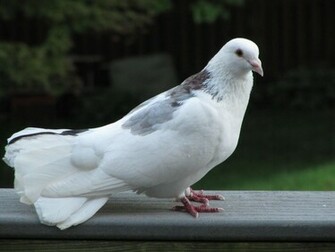 Dove Wallpaper Jpg
