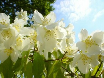 Jasmine Flower Wallpaper Beautiful Natural High