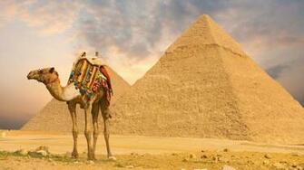 Camel Wallpaper HD Pictures One