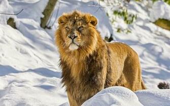 HD Lions Wallpaper And Photos Animals