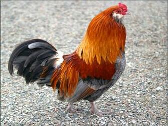 Rooster Bird Wallpaper Background