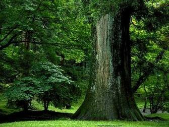 Beautiful Forests A Huge Collection Of Image