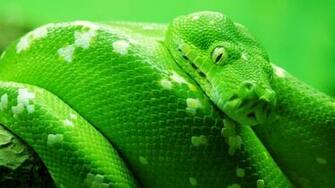 Anaconda Snake Big HD Photos Only Wallpaper