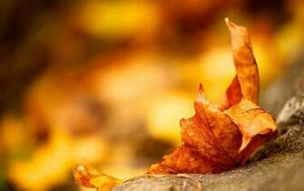 HD Herfst Wallpaper Met Een Groot Herfstblad Op Steen