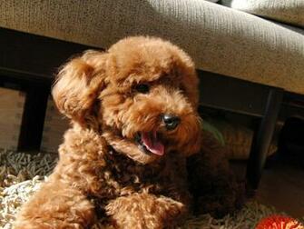 Red Toy Poodle HD Wallpaper Animals