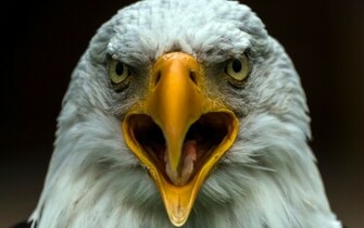 Bald Eagle Computer Wallpaper Desktop Background Id