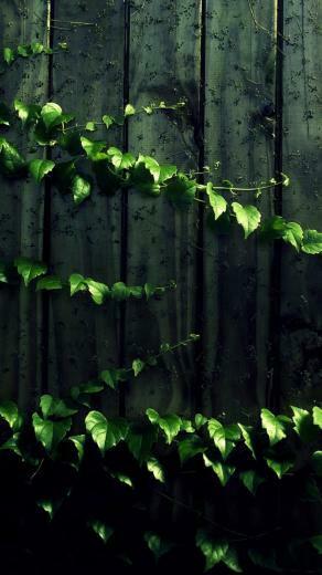 Leaves On Wood Panels Surface Rt Wallpaper Pictures