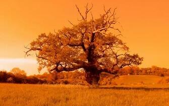 Tree Of Life Wallpaper