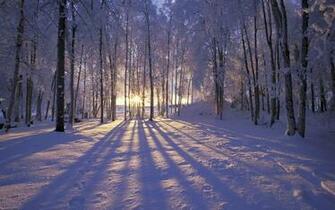 Category Nature HD Wallpaper Subcategory Forest