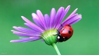 Ladybug Pink Flower HD Wallpaper Gallery