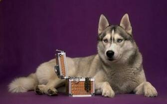Dog Husky Casket Lie Stock Photos Image HD Wallpaper