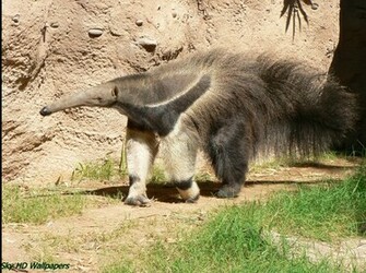 Anteater Image Giant Sorocaba Wallpaper