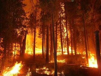 Forest Fire Wallpaper