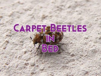 Can Carpet Beetles Live In Your Bed Wallpaper