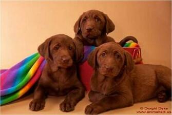 Labrador Retriever Chocolate Labs