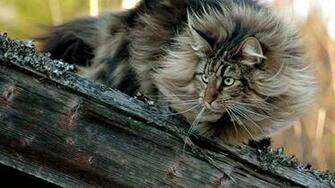 Wallpaper Norwegian Forest Cat My Beauties