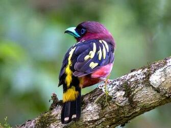 Birds Wallpaper Which Is Under The