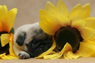 Pug Wallpaper Screensaver Background Cute Puppy