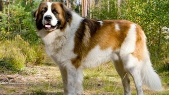 St Bernard Dog In The Park Wallpaper And Image