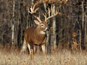 Deer Hunting In America Now Offered To Hunters By Ranch Company