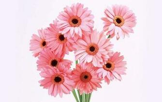 Tag Gerbera Flowers Wallpaper Background Photos Imageand