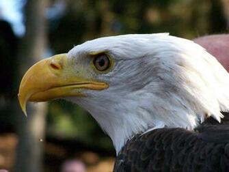 Bald Eagle American Flag Wallpaper 3d HD Colour Design